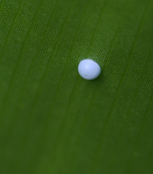 Brazilian Skipper egg